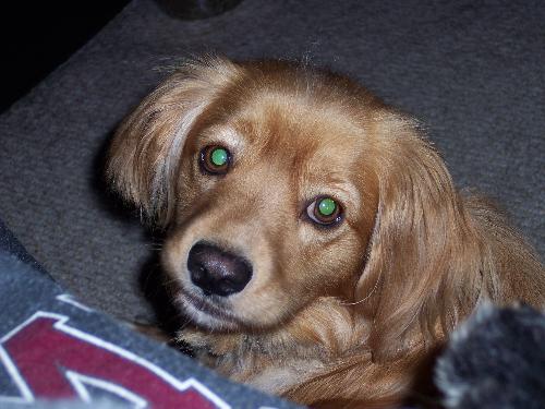baby - My dog Krypto