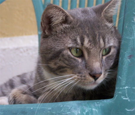 My Cat Kitty - This is meh cat Kitty, he is very hot in a cute way. He looks like my friend from skool who is also hot in a cute way.