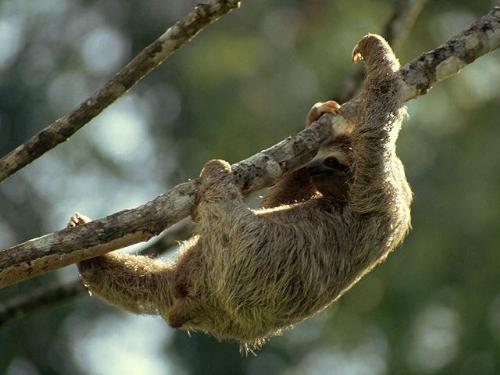 animal - pic of an animal