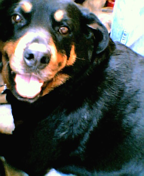pretty girl! - my sweet Dusty