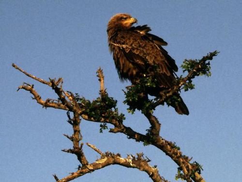 bied - pic of a bird