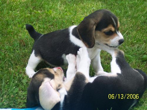 pups - this was our last litter of beagles
