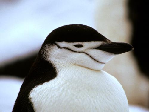 bird -  pic of a bird