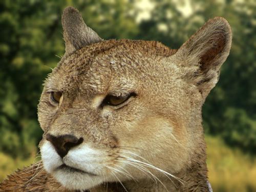 animal - pic of an animla
