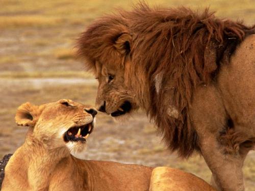 lion - pic of a lion