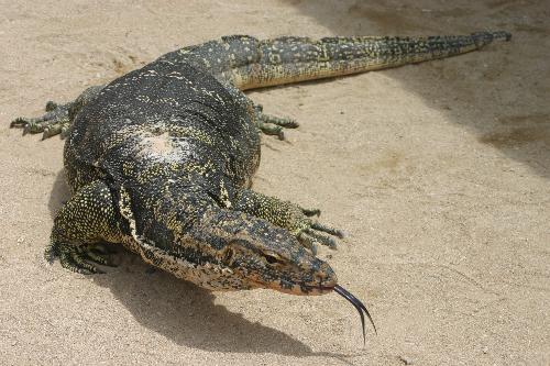 Komodo - Yes, in Indonesia, we also have Komodo. Especially in Komodo island. This Komodo was taken from the Turtle Island Park in Bali.