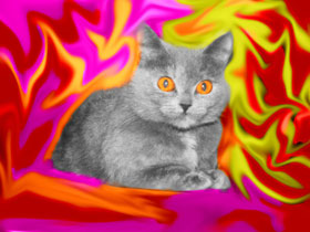 cat - red back ground