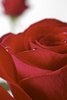 flowers - Red roses symbolise love for many.