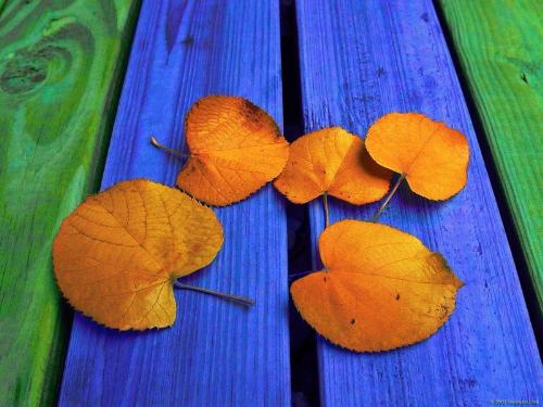 colorful - colorful picture