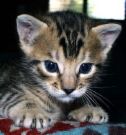 lil cats.. ooozy -