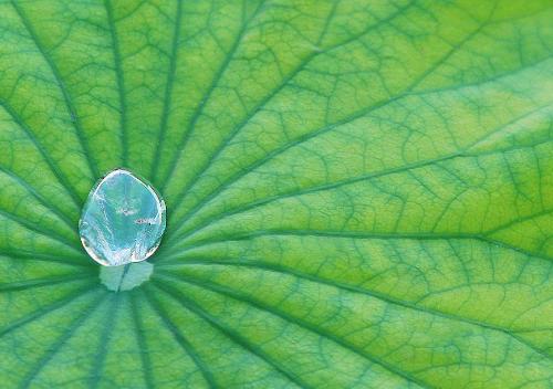 Green - Green colorful
