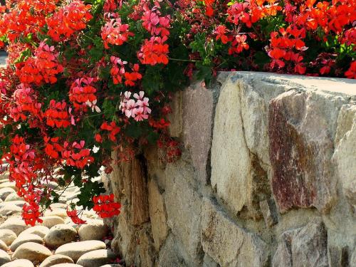 Red Colorful - Red colorful picture