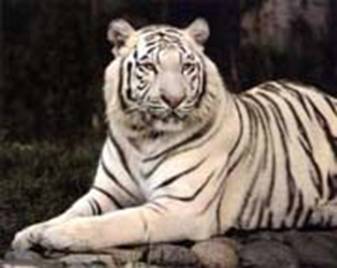 white tiger - picture of a white tiger