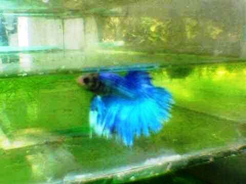 Male Crown Fighting Fish - This fish pose in natural with its fin open wide.