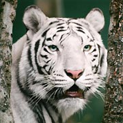 White Tiger Photo - photo of a white tiger
