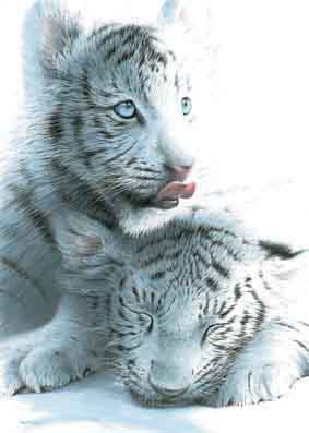 White tiger cubs - picture of two white tiger cubs