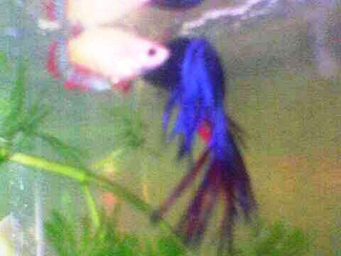 Breeding of Crown Fighting Fish - The two fighting fish display there rituals in courtship.