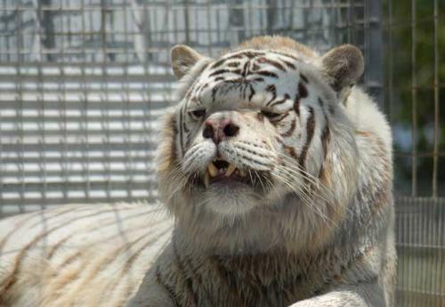 The Unseen, Unwanted White Tiger - This is what most white tigers look like...cleft palates, severe retardation, well, the list goes on. This is what is done to 3 out of 4 white tigers just to get that 1 perfect one.