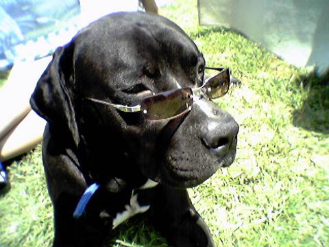 Snoop Dog - My Snoop dog. Wearing his glasses!