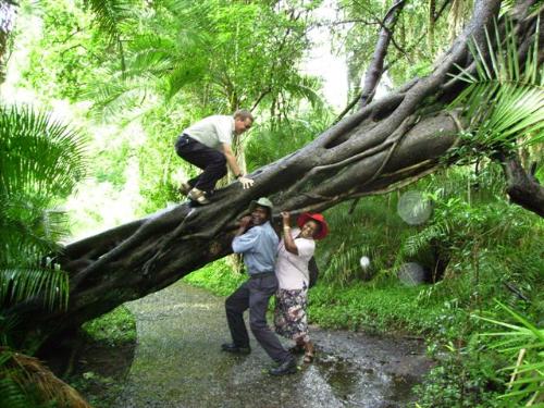 this is a very interesting tree - this is a very interesting tree...that my friend have been visited