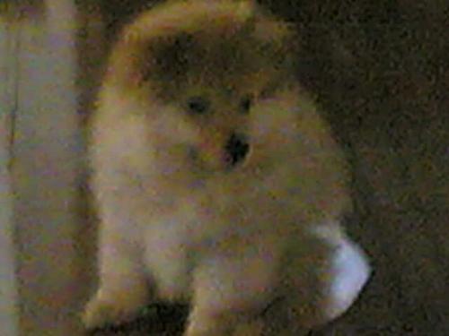 our pomeranian dog - our pomeranian dog that has thick double coat. 
he needs best shampoo.
any suggestions