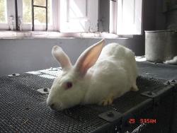 rabbit - photographed at Mysore