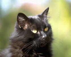 scary cat - black cat