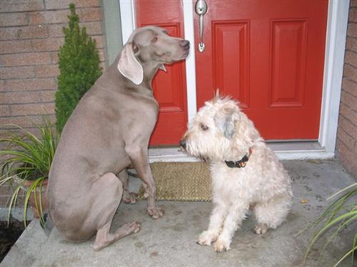 Waiting patiently... - TWo good friends await the open door and the quality life inside...