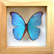 Butterfly - Blue Butterfly
