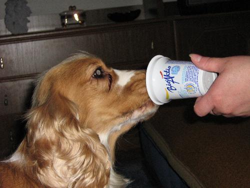 My dog loves yogurt..:) - This is my pet,springer spaniel Max.