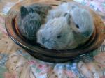 bunnies - Saucer full of bunnies.
