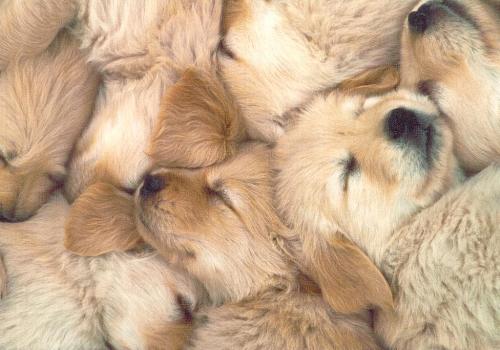 Pupps - baby pupps