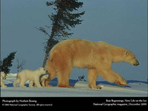 Polar Bear With Its Children - The polar bear is going with its children to other place