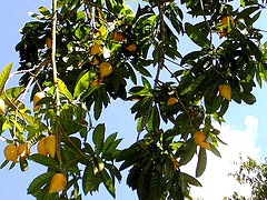 Tree with Fruits - Tree