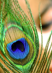 Peacok Feather - Feather