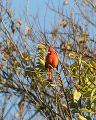 birds - bird