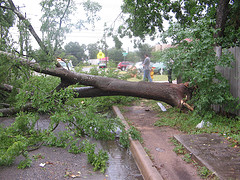 Axed tree - tree