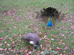 peacock dance - dance