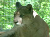 Cougar - I took this picture this year at the Columbus Zoo. I love this big Kitty, he is so cute.
