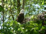 Bald Eagle - I took this picture a year ago at the Columbus Zoo.  I thought it was a good shot.
