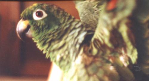 Amazon Parrot - Young Mealy Amazon Parrot Male. This particular species is known for its raucus cry, which makes it not very suitable as a pet. This bird will stand making an awful din for hours just for fun. Be warned. A Mealy Amazon is not for the faint hearted. Buit otherwise makes a wonderful personal pet. It may not be very nice to visitors, as it can get to be very jealous and possessive of the owner.