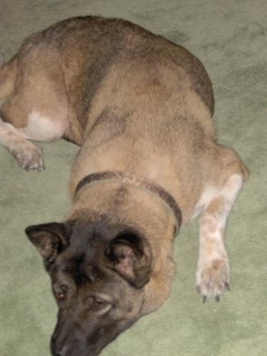 Akitas - This is my best friends akita Shyanne.