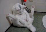 playing cat - a very playful cat