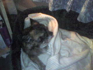 My Baby - This is my little Fellow getting himself sorted for bed lol
