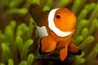 Clownfish - If you snorkeling around here you can touch and play with this fish. It beautiful creature and amazing!
