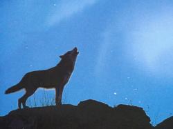 Wolf Pack - Wolf clan 