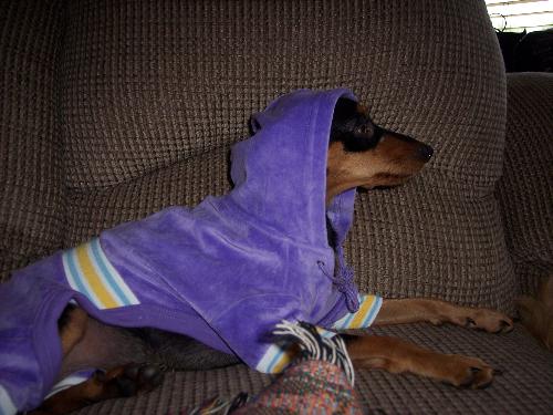 dog - this is Kara, she is a minpin
