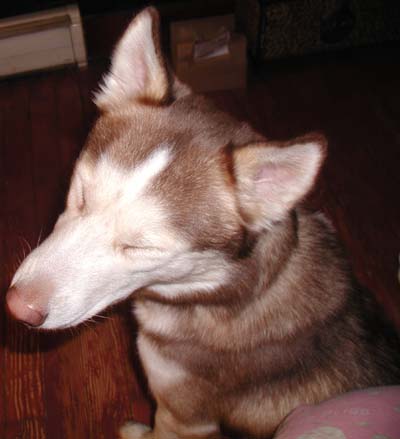 Husky Dog - blinking husky dog being cute.  Red and white, two year old husky.