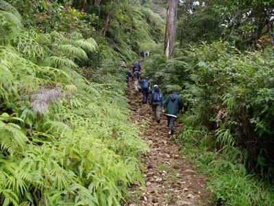 mt. pongol - hiking up a trail..