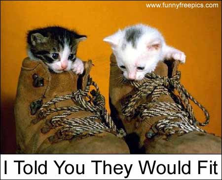 told ya - cute kittens